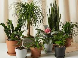 The Best Stores For Online Plant Purchasing
