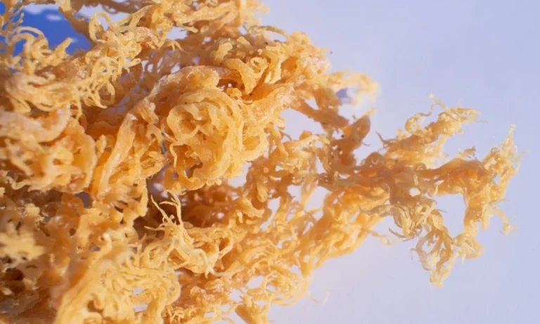 The History and Origins of Wild-Crafted Sea Moss
