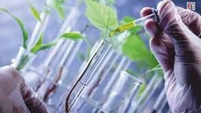 The Impact of Biotechnology in Agriculture