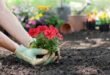 Gardening Tips for Each Season: Year-Round Blooms
