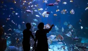 Fort Fish Aquarium: A Family-Friendly Attraction for All Ages